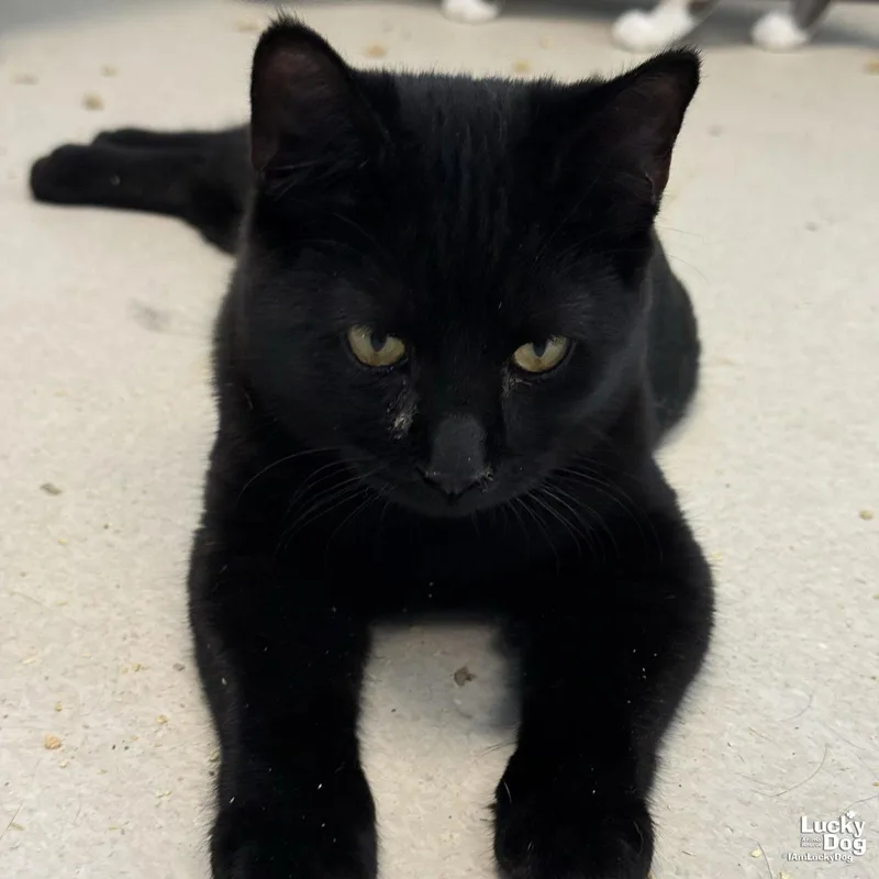 A baby medium-sized male Black Domestic Short Hair cat named Carlos for adoption in Washington, DC