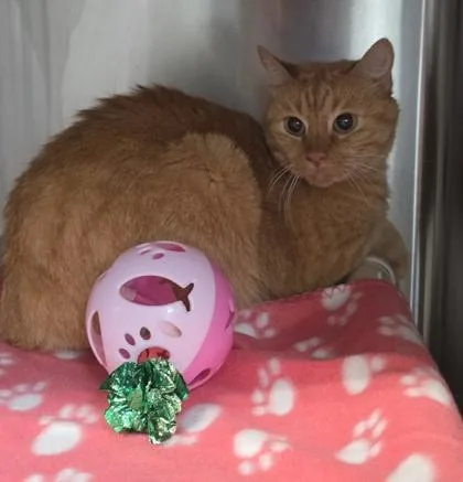 An adult medium-sized female Domestic Short Hair cat named Athena for adoption in Conway, SC