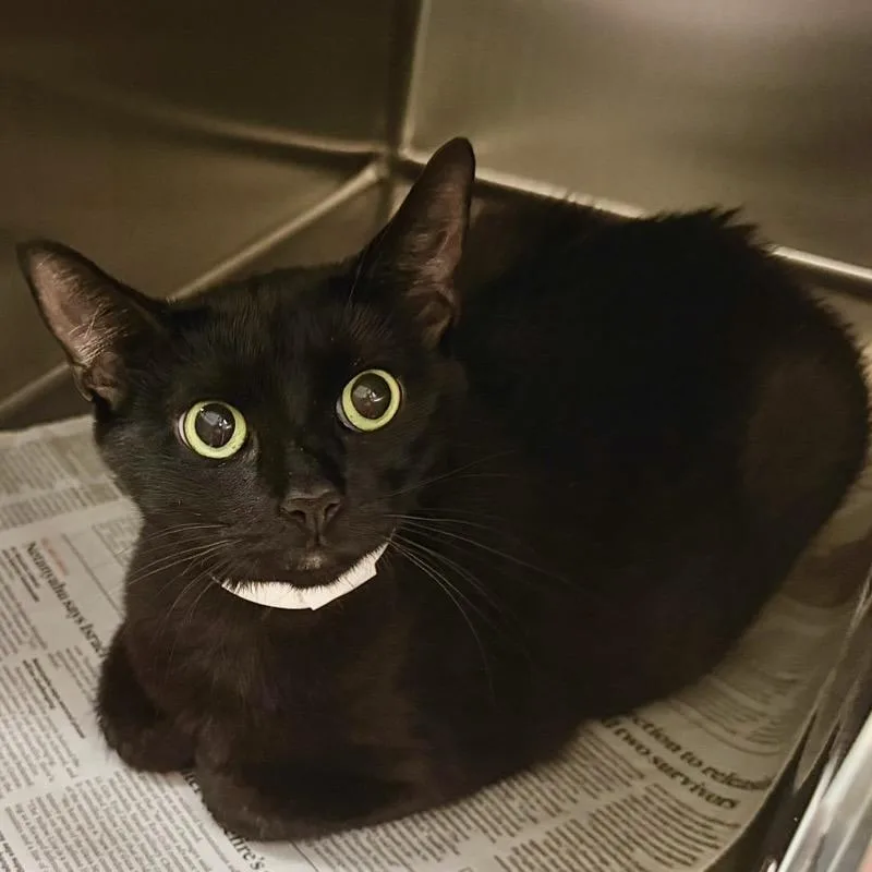 An adult large-sized female Black Domestic Short Hair cat named Cali for adoption in Springfield, MA
