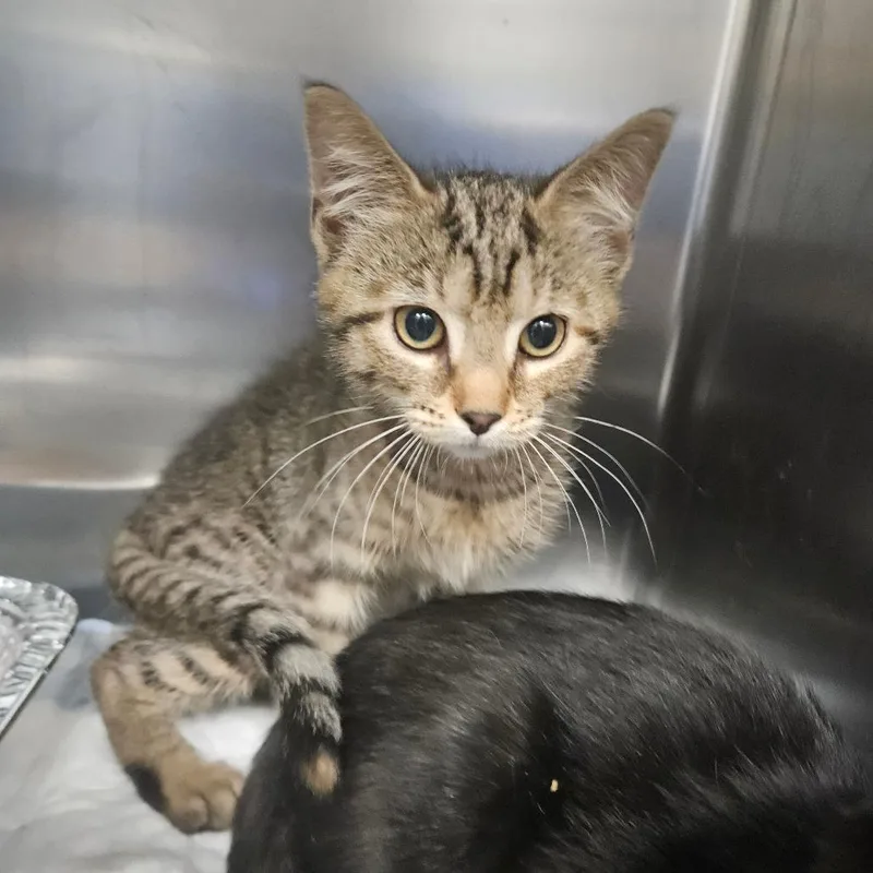 A baby small-sized female Brown / Chocolate Domestic Short Hair cat named St. James Place for adoption in Greensboro, NC