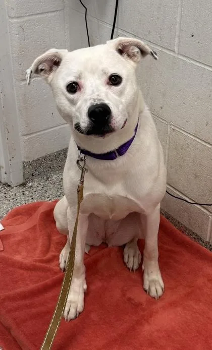 An adult large-sized female White / Cream Mixed Breed dog named Snow White for adoption in Kansas City, MO