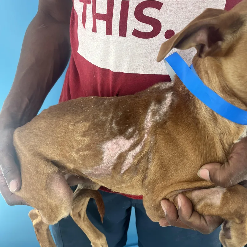 Carlo  Local April thumbnail 2