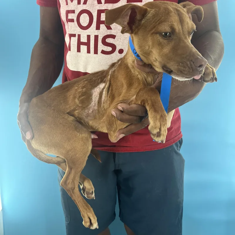 Carlo  Local April thumbnail 3