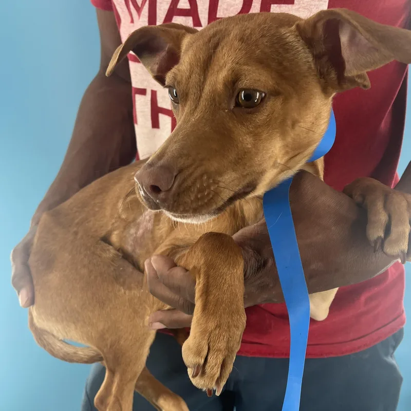 Carlo  Local April thumbnail 4