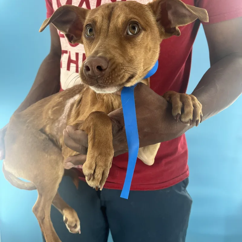 Carlo  Local April thumbnail 5