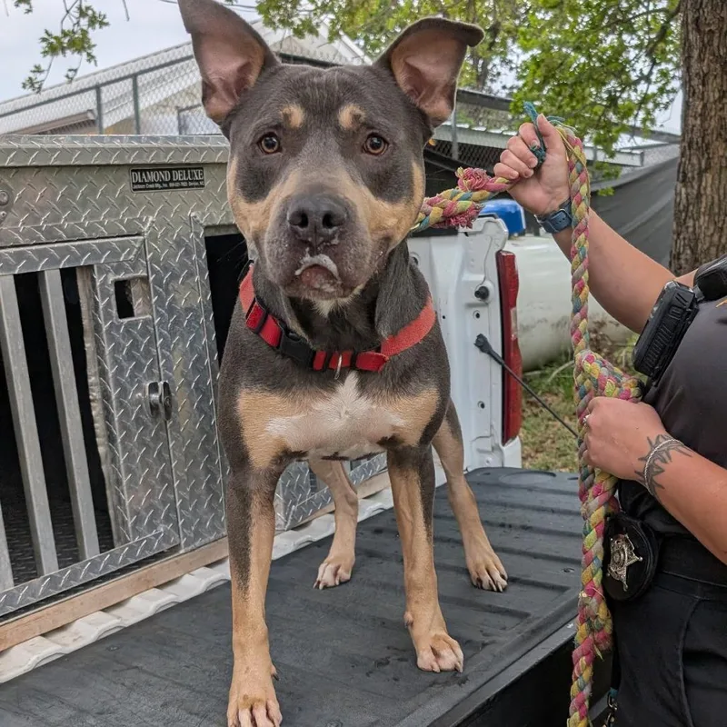 An adult large-sized male Gray / Blue / Silver Staffordshire Bull Terrier dog named Clutch for adoption in Buchanan Dam, TX
