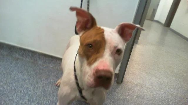 An adult medium-sized female Pit Bull Terrier dog named Mulan for adoption in Charlotte, NC