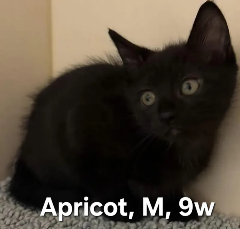 A baby medium-sized male Black Domestic Short Hair cat named Apricot for adoption in Parma, OH
