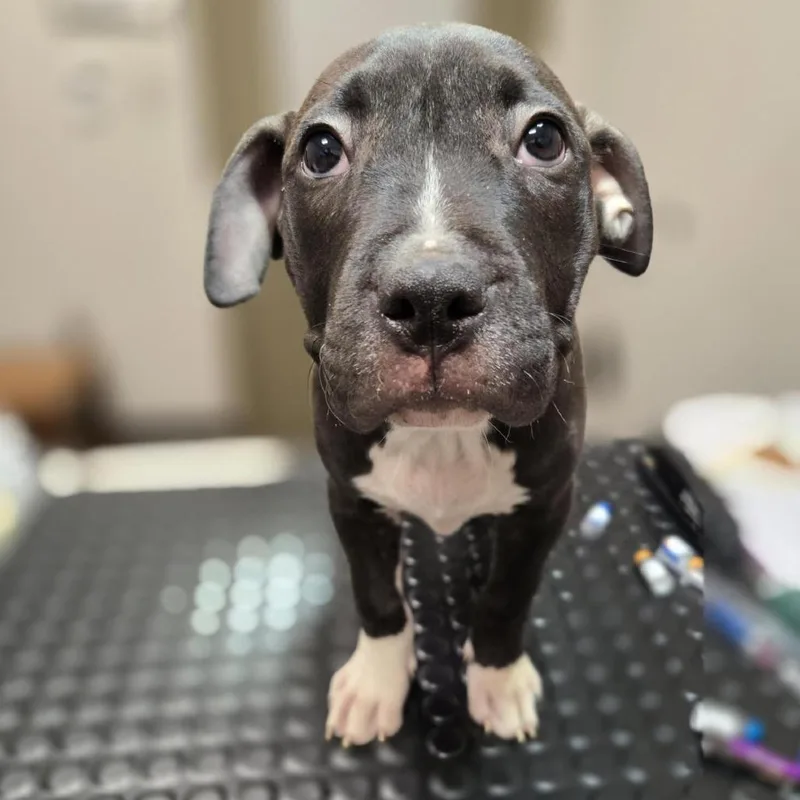 Sam