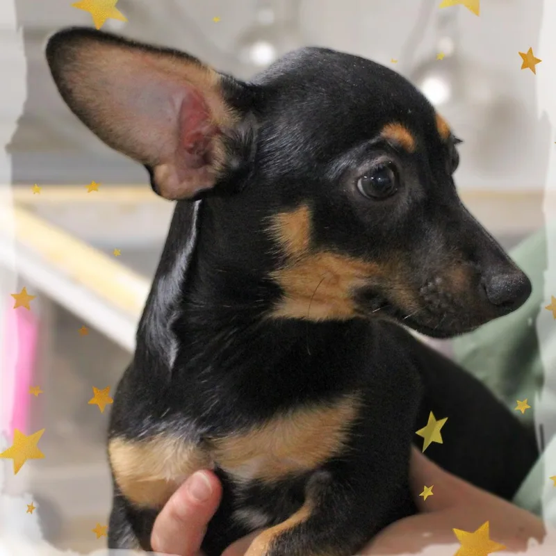 A baby small-sized male Black Chihuahua dog named Presley for adoption in Amelia, OH