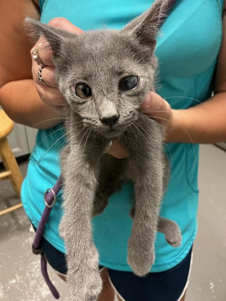 A baby small-sized male Abyssinian cat named Tek for adoption in Dyersburg, TN