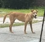 A young small-sized female Labrador Retriever dog named Margot for adoption in Augusta, GA