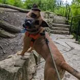 An adult large-sized female Red / Chestnut / Orange German Shepherd Dog dog named Kenna for adoption in Hilliard, OH