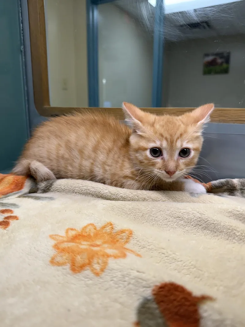 A young small-sized male Orange & White Domestic Short Hair cat named Peanut for adoption in Suffolk, VA