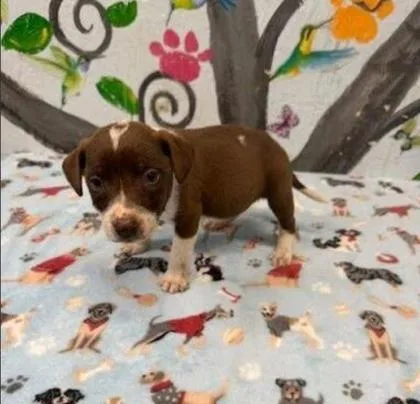 A baby medium-sized male Mixed Breed dog named Gatsby for adoption in West Chester, PA