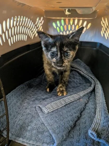 A baby small-sized female Domestic Short Hair cat named Taco Bell Fire Sauce for adoption in Atlanta, GA