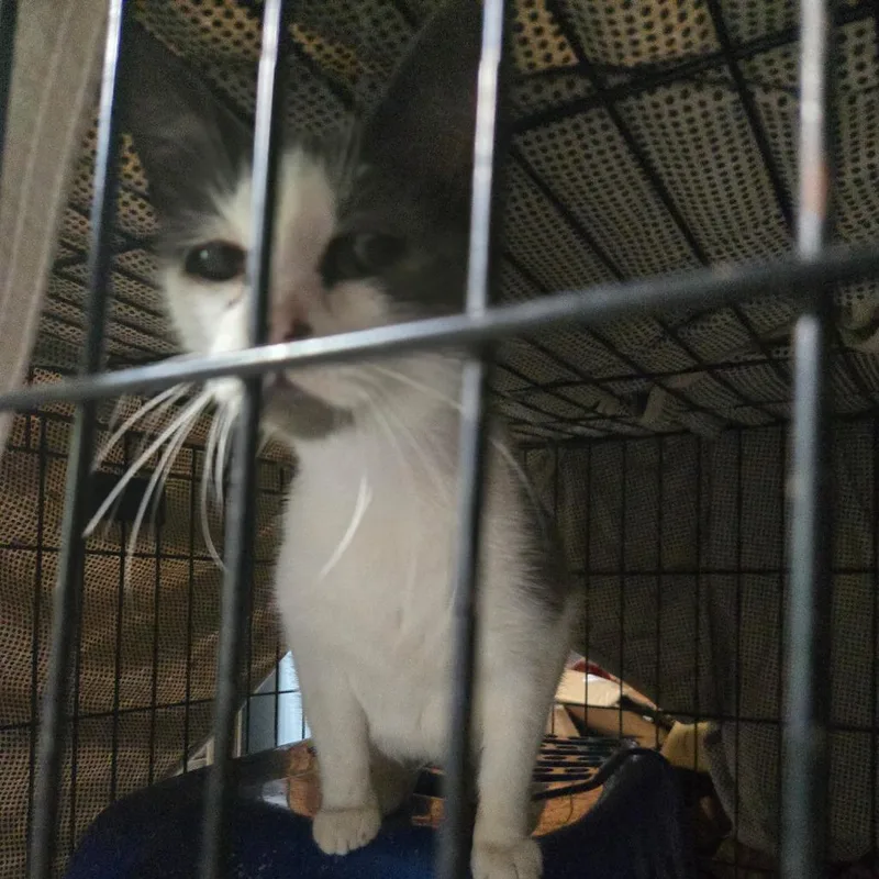 A young medium-sized female White Domestic Short Hair cat named Margie for adoption in Evensville, TN