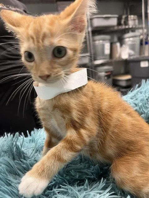 A baby small-sized female Orange / Red Domestic Short Hair cat named Workshop for adoption in Tavares, FL