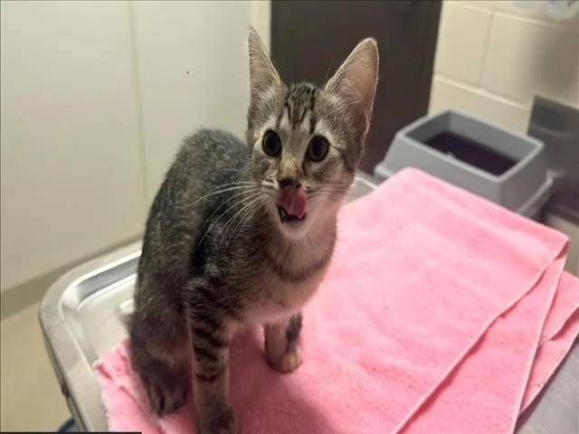 A baby small-sized female Domestic Short Hair cat named Tinker for adoption in Chapel Hill, NC