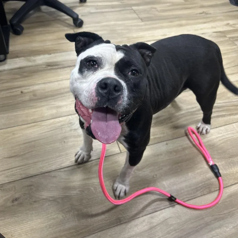 An adult medium-sized female Black Pit Bull Terrier dog named Cookie for adoption in Newark, NJ