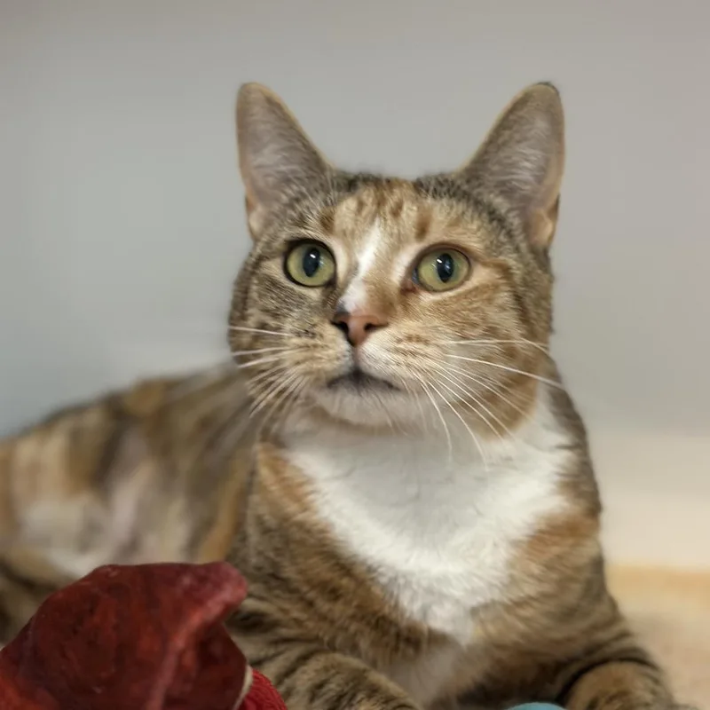 An adult large-sized female Torbie Domestic Short Hair cat named Uno for adoption in Greensboro, NC