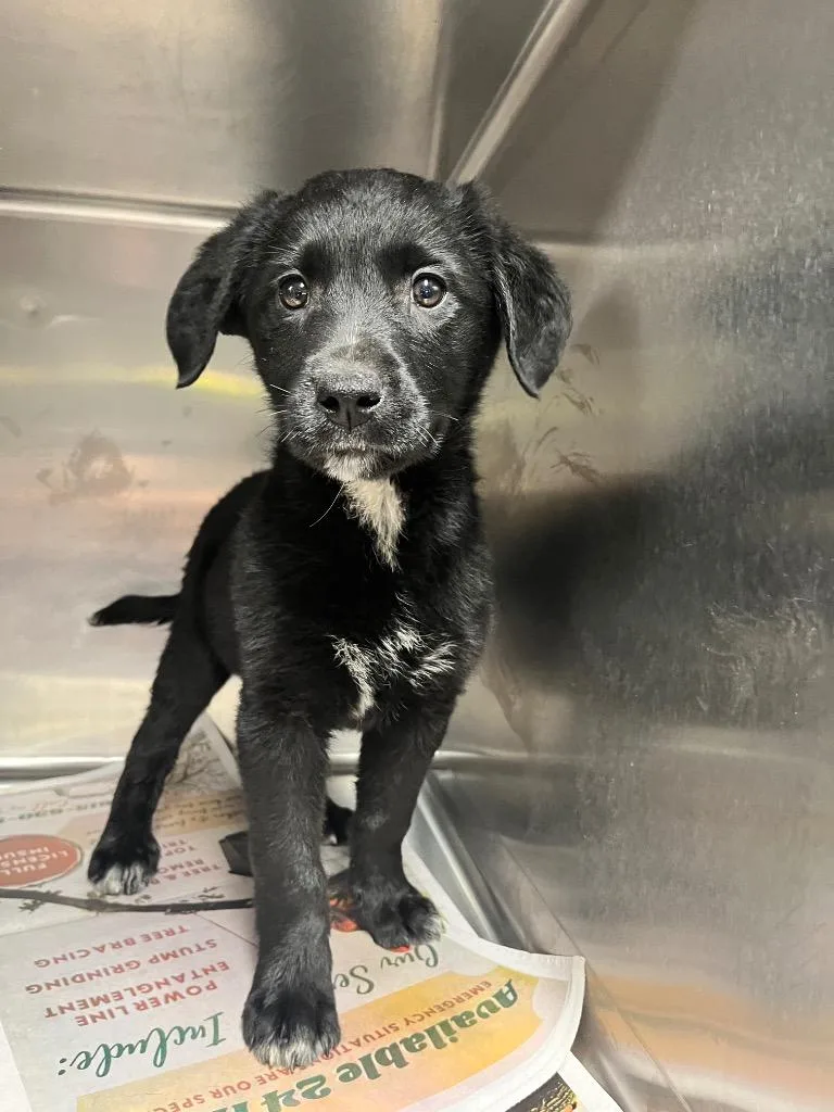 A baby medium-sized female Poodle dog named Ember for adoption in Hopkinsville, KY