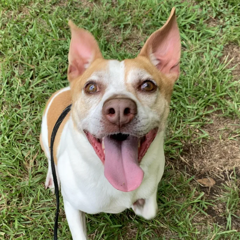 An adult medium-sized male Apricot / Beige Terrier dog named Boyo for adoption in POLKTON, NC