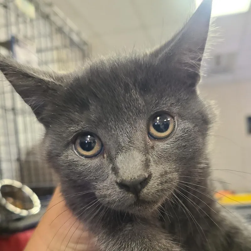 A baby small-sized male Gray / Blue / Silver Domestic Short Hair cat named Cruise for adoption in Hemet, CA