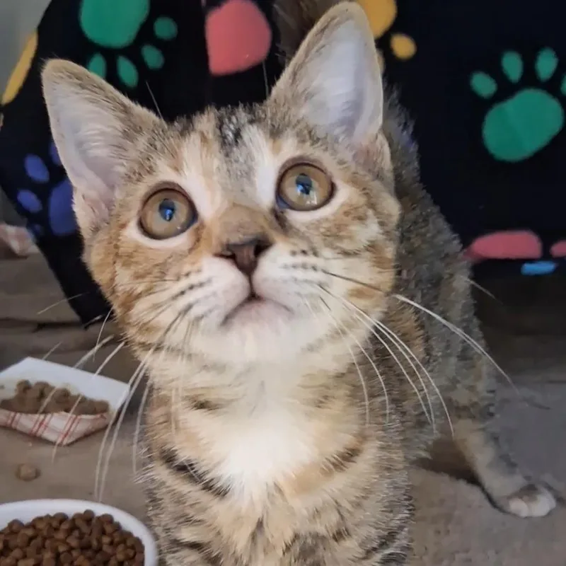 A baby small-sized female Domestic Short Hair cat named Brianna for adoption in West Palm Beach, FL