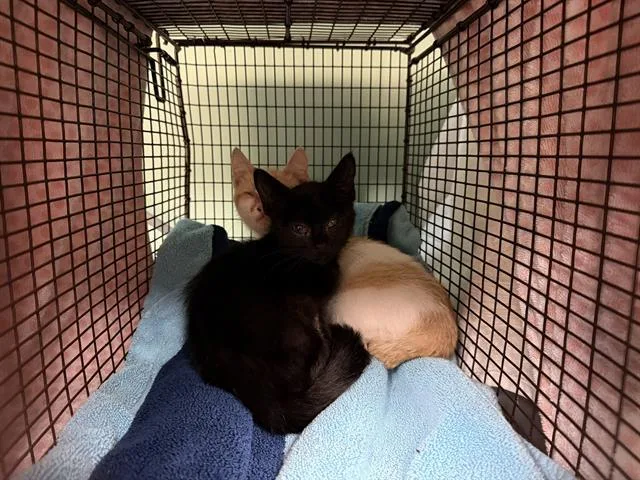 A baby small-sized male Domestic Short Hair cat named Patroclus for adoption in Tustin, CA