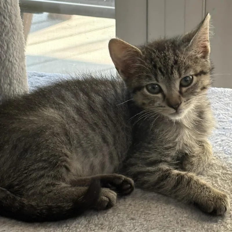 A baby small-sized female Brown / Chocolate Domestic Short Hair cat named Hannah for adoption in York, PA