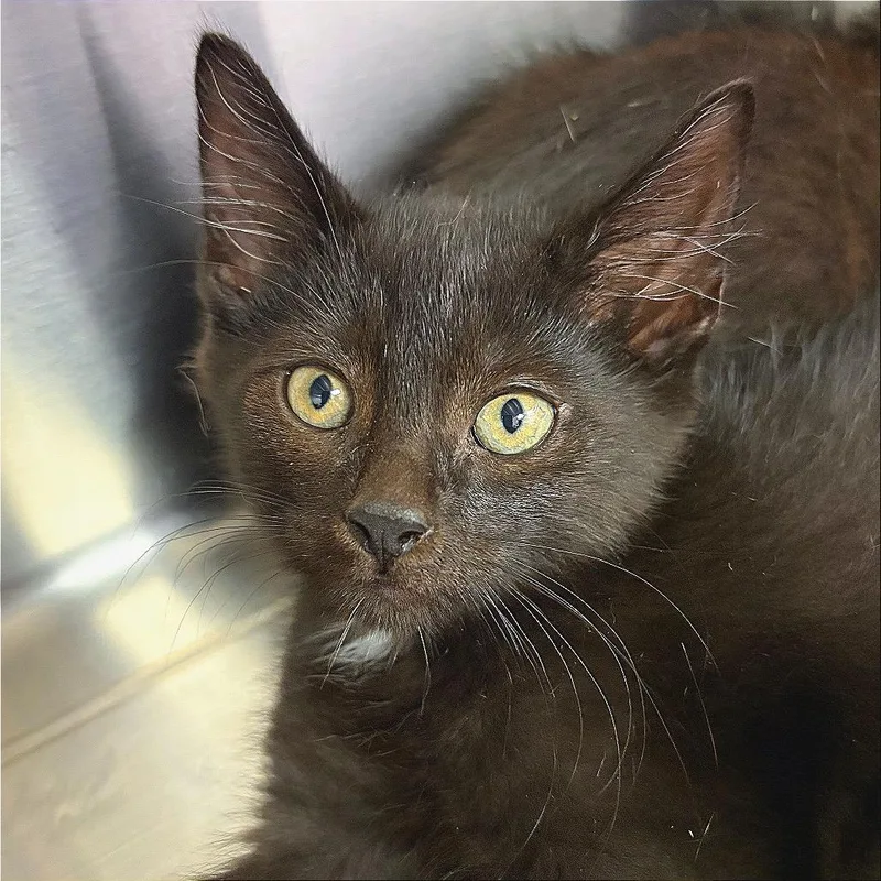 A baby small-sized male Black Domestic Short Hair cat named Elmer for adoption in Hannibal, MO