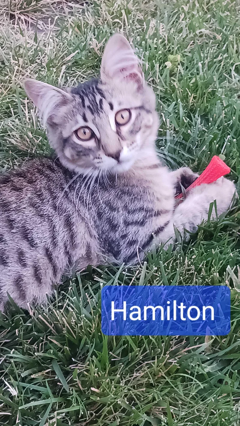 A baby medium-sized male Domestic Short Hair cat named Hamilton for adoption in Tracy, CA