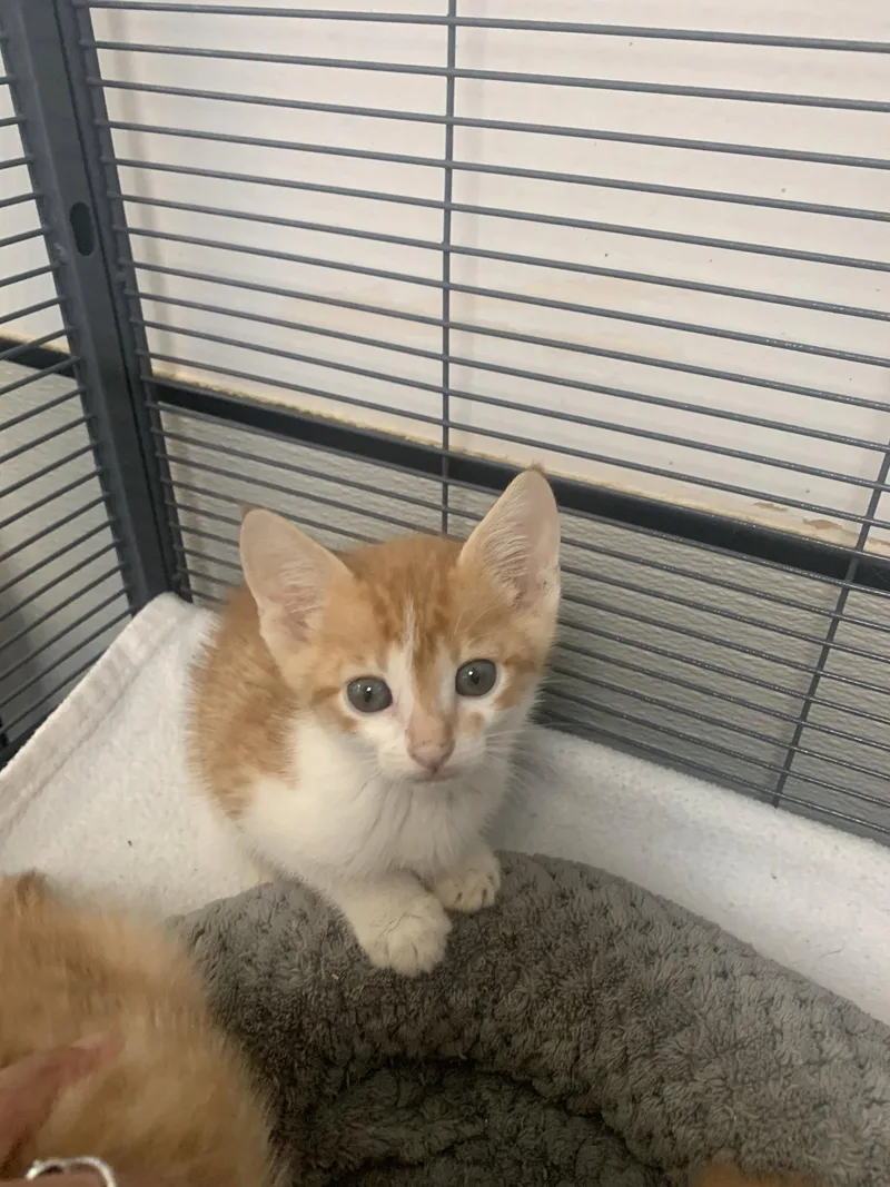 A baby medium-sized male Orange & White Domestic Short Hair cat named Acorn for adoption in Sanford, FL