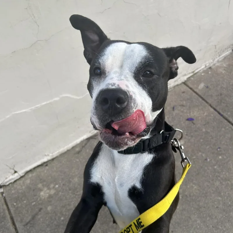 An adult medium-sized female Black Mixed Breed dog named Molly Moo Cow for adoption in Oak Park, IL
