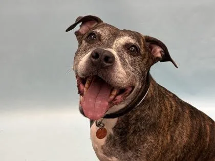 An adult large-sized female Pit Bull Terrier dog named Lola for adoption in Golden Valley, MN