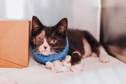 A young small-sized female Domestic Short Hair cat named A Alabama for adoption in North Charleston, SC