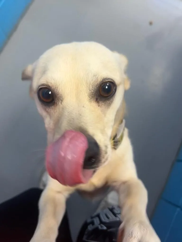 A young medium-sized male Corgi dog named Cash for adoption in Hartsville, SC