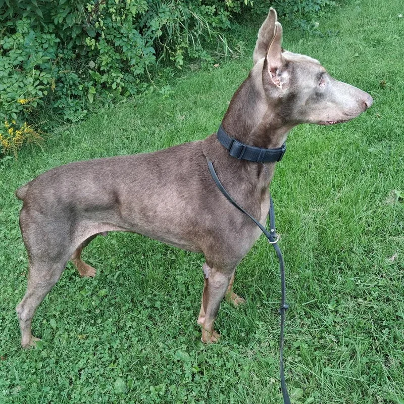 An adult large-sized male Yellow / Tan / Blond / Fawn Doberman Pinscher dog named Siete for adoption in Sandown, NH