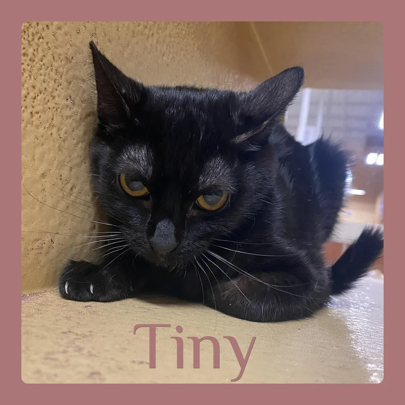 A young medium-sized female Black Tabby cat named Tiny for adoption in Lawton, OK