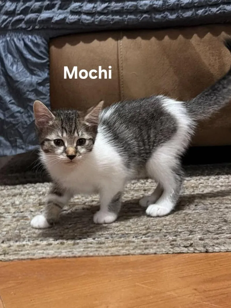 A baby medium-sized female Tabby (Tiger Striped) Domestic Short Hair cat named Mochi & Tofu for adoption in Chicopee, MA