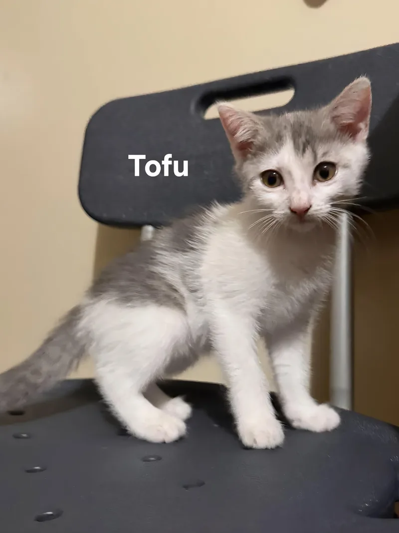 Mochi & Tofu thumbnail 2