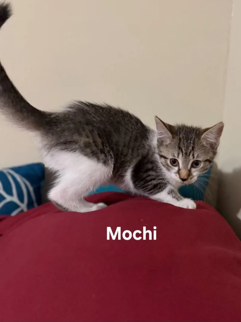 Mochi & Tofu thumbnail 3