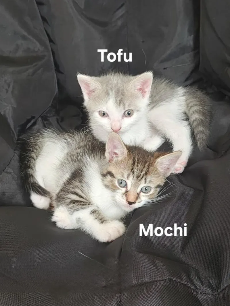 Mochi & Tofu thumbnail 4