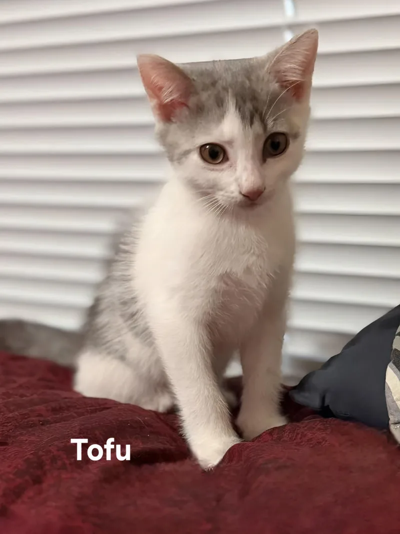 Mochi & Tofu thumbnail 5