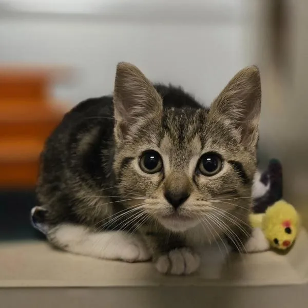 A baby small-sized female Domestic Short Hair cat named Fish for adoption in Oakland, CA