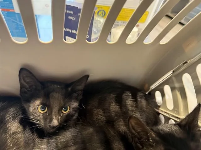 A baby small-sized female Domestic Short Hair cat named Layla for adoption in Garland, TX