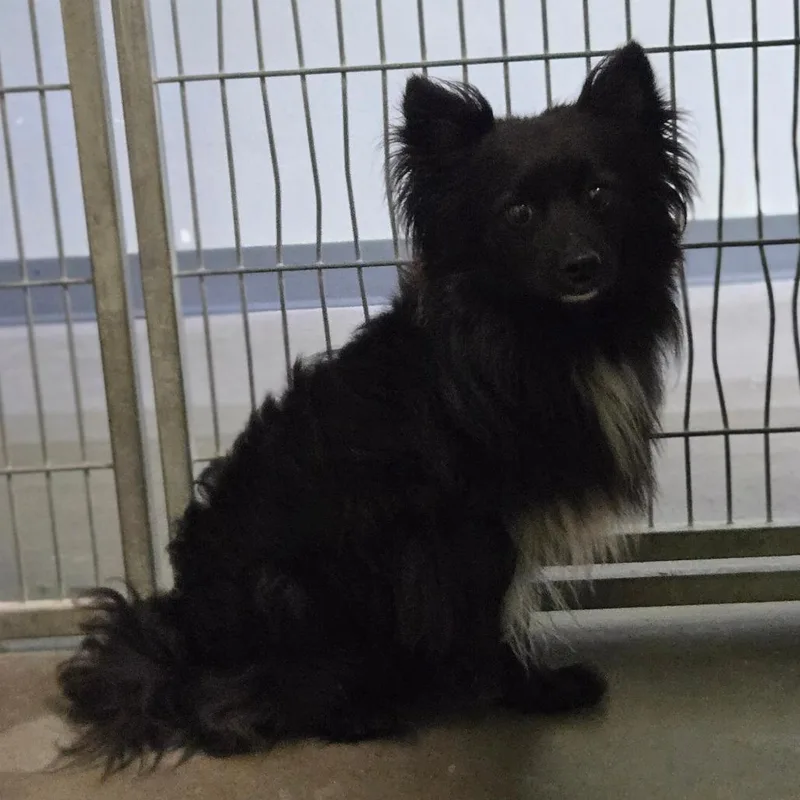 An adult small-sized male Black Pomeranian dog named Onyx for adoption in San Jacinto, CA