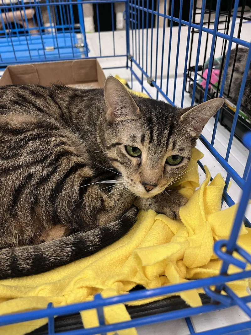 An adult medium-sized female Domestic Short Hair cat named Pookie for adoption in Rockaway, NJ