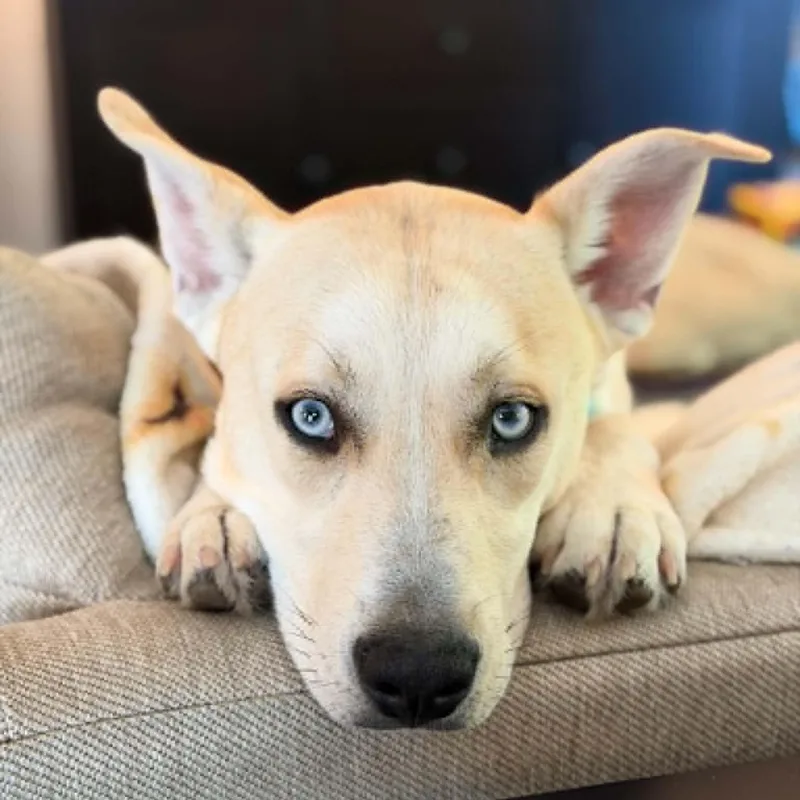 A young medium-sized male Apricot / Beige Husky dog named Sonny for adoption in Schenectady, NY